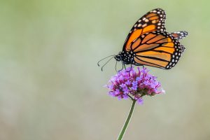 butterfly sitting on purple flower in nature